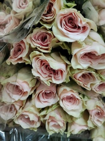R GR  A6 - BELLE ROSE