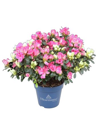 ZZ RHOD HORTINNO DUO