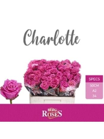 R GR5 TAN CHARLOTTE