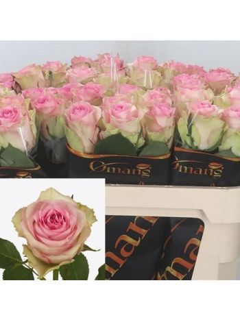 R GR BRIGITTE BARDOT 60CM