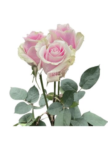 R EC7 ROSITA VENDELA