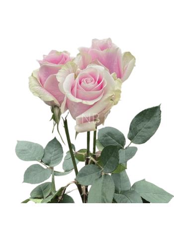 R EC7 ROSITA VENDELA