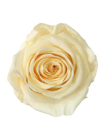 ZVB ROSA STANDARD W-BOX 6SP CHAMPAGNE 8435056080744