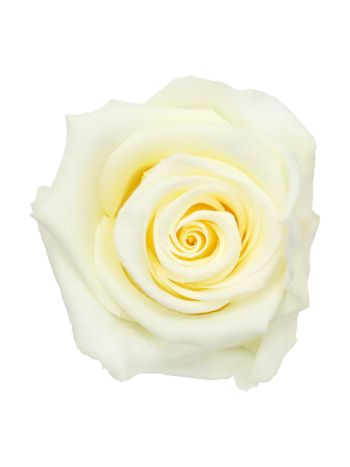 ZVB ROSA STANDARD W-BOX 6SP VANILLA CREAM 8435056095823