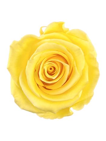 ZVB ROSA STANDARD W-BOX 6SP AMARILLO SUAVE 8435056104129