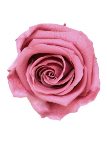 ZVB ROSA STANDARD W-BOX 6SP CHERRY VINTAGE 8435056081031