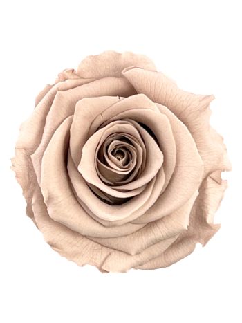 ZVB ROSA STANDARD W-BOX 6SP AVELLANA 8435056104174