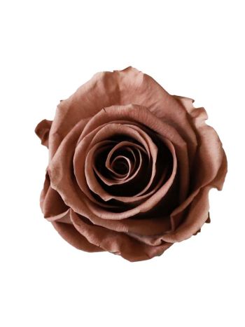 ZVB ROSA STANDARD W-BOX 6SP MOCHA COCOA 8435056105003