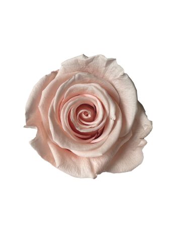 ZVB ROSA STANDARD W-BOX 6SP DUSTY PINK 8435056106253