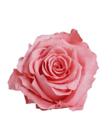 ZVB ROSA STANDARD W-BOX 6SP CORAL 8435056106475