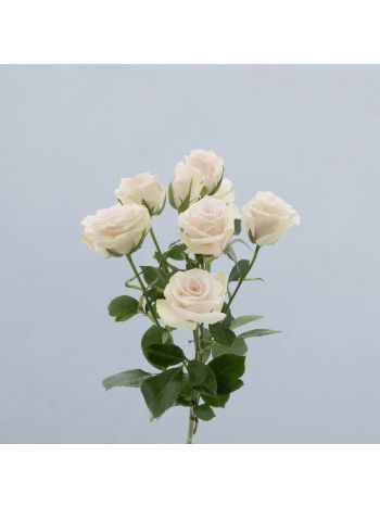 R TR  ROYAL PORCELINA - S