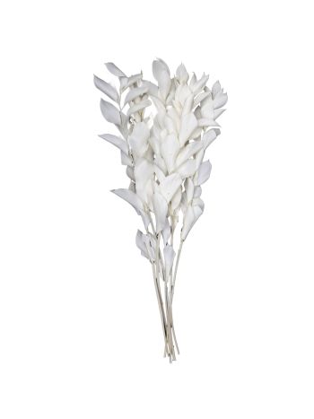 ZVB RUSCUS WHITE 50/60  8435056103122