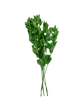 ZVB RUSCUS GREEN 50/60  8435056103115