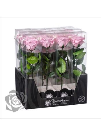 ZZ A TARTÓSRÓZSA DISPLAY PIN 04 30CM