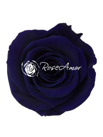 ZZ A TARTÓSRÓZSA LL BLU 03