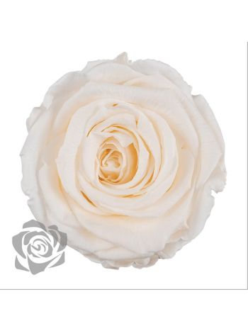 ZZ A TARTÓSRÓZSA LL CHA 89