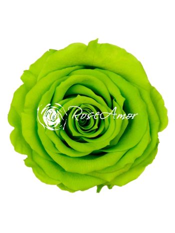 ZZ A TARTÓSRÓZSA LL GRE 05