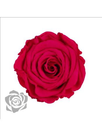 ZZ A TARTÓSRÓZSA LL PIN 03