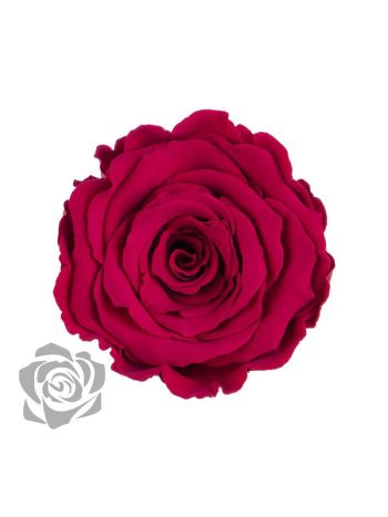 ZZ A TARTÓSRÓZSA LL PIN 05