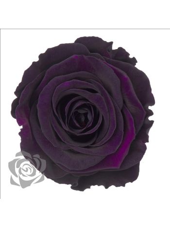 ZZ A TARTÓSRÓZSA LL PUR 01