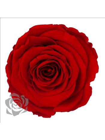 ZZ A TARTÓSRÓZSA LL RED 02