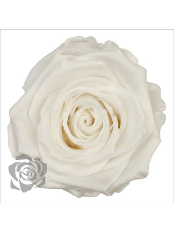 ZZ A TARTÓSRÓZSA LL WHY 01