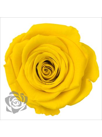 ZZ A TARTÓSRÓZSA LL YEL 02