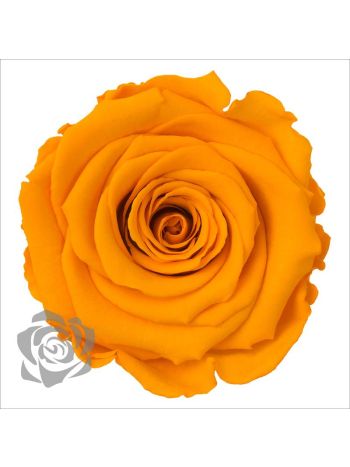 ZZ A TARTÓSRÓZSA LL YEL 04