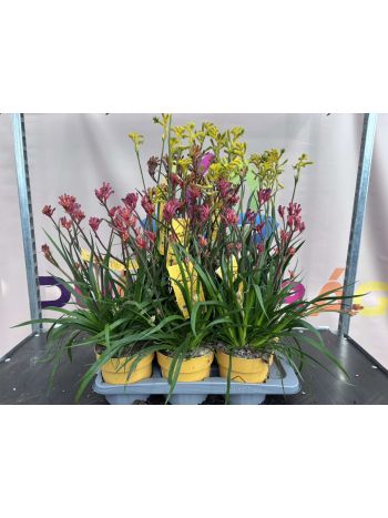 ANIGOZANTHUS HIBRIDO P.19