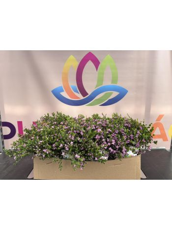 BORONIA CRENULATA P.15 BOKOR