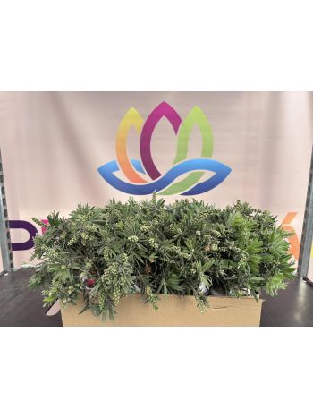 CALLISTEMON  P.15 BOKOR