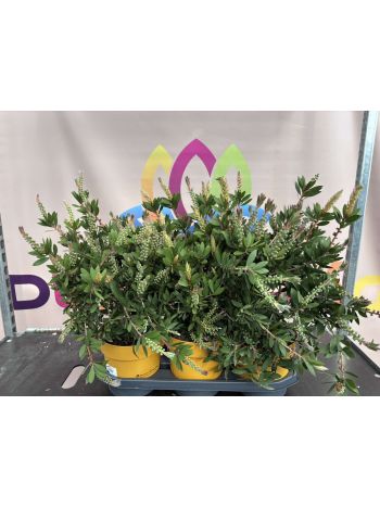 CALLISTEMON P.21 BOKOR