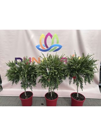 CALLISTEMON P.30 TÖRZSES