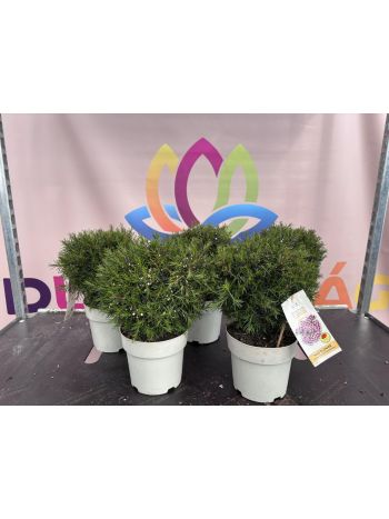 CHAMELAUCIUM (WAX FLOWER) P.14 TÖRZSES