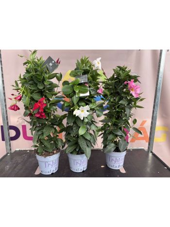 DIPLADENIA MANDEVILLE P.17  PYRAMID