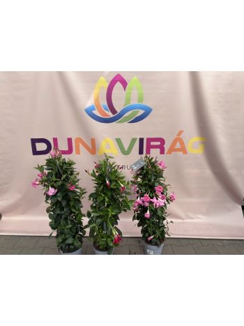 DIPLADENIA MANDEVILLENIA P.20 PYRAMID