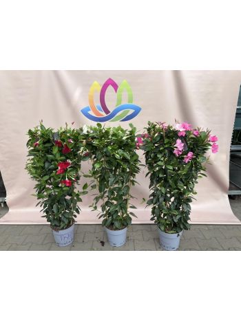 DIPLADENIA MANDEVILLE P.24 RÁCSOS