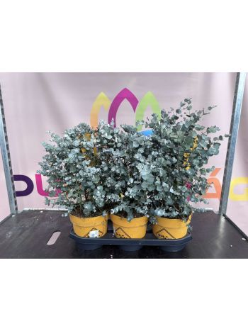 EUCALYPTUS GUNNII P.21