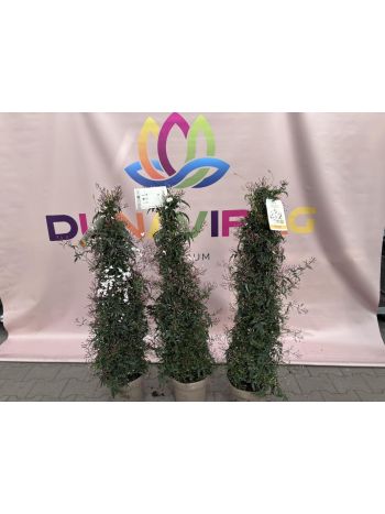 JASMINUM POLYANTHUM P.23 PYRAMID