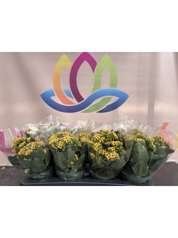 KAL BLOSSFELDINIA P.13