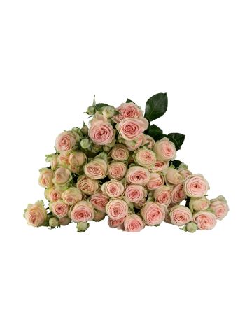 R TR SWEET GISELLE! 60CM