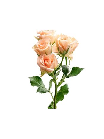 R  KB TR SWEET SARAH 60CM