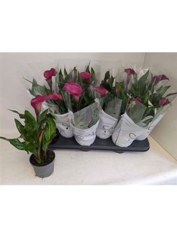 ZZ ZANT ROYAL VALENTINE