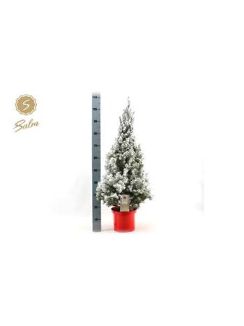 PICEA GL DECEMBER HAVAS