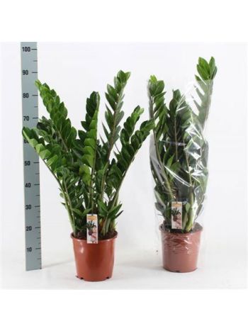 ZAMIOCULCAS ZAMIIFOL