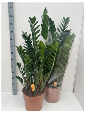 ZAMIOCULCAS ZAMIIFOL