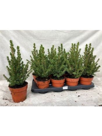 PICEA GL CONICA