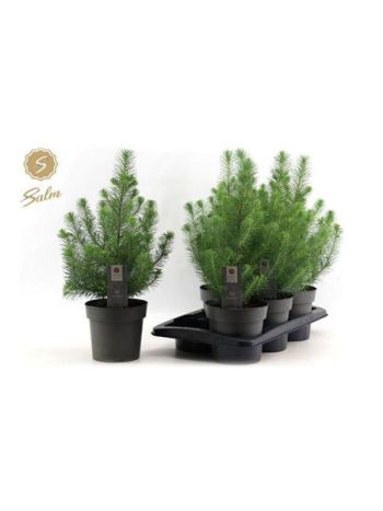 PINUS SILVER CREST