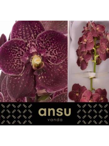 VANDA SU CHOCOLA RED