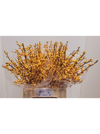 ILEX VE GOLDEN VERBOOM 70CM